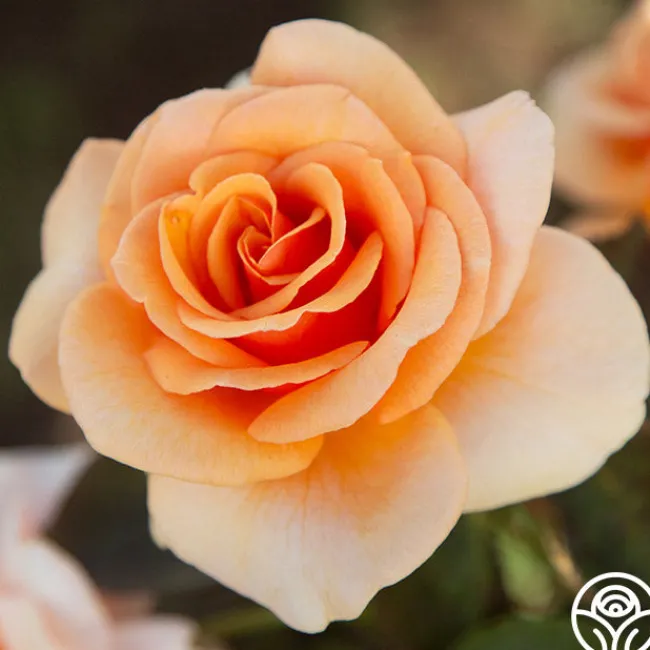 Brandy™>Heirloom Roses Online