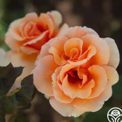 Brandy™><noscript><img width=