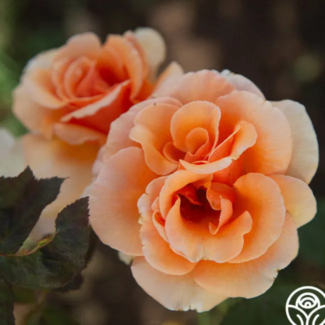 Brandy™>Heirloom Roses Online