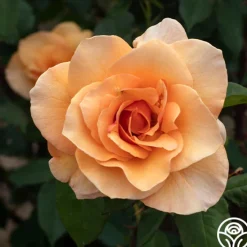 Brandy™><noscript><img width=
