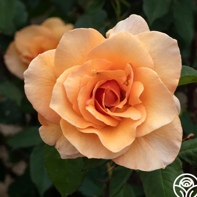 Brandy™>Heirloom Roses Online