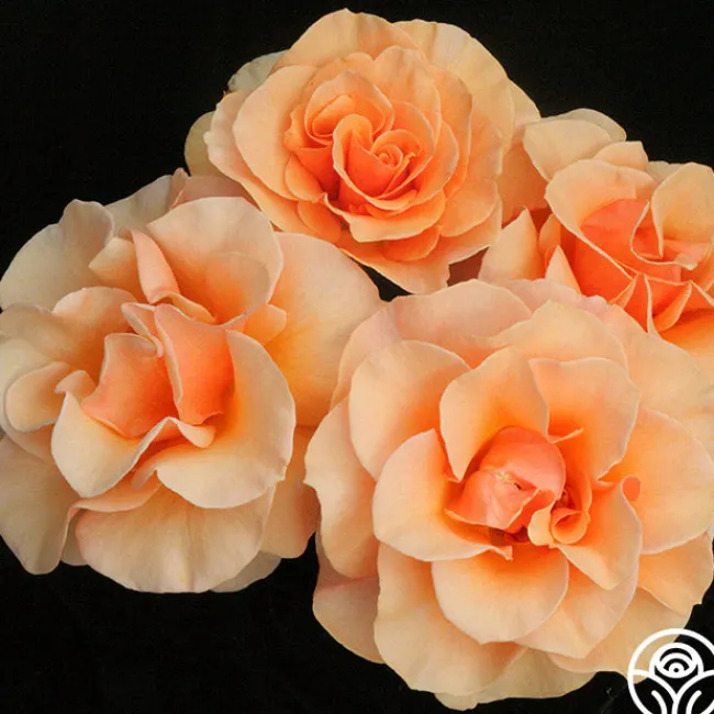 Brandy™>Heirloom Roses Online