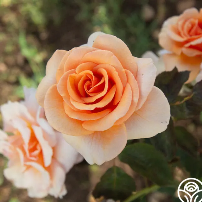 Brandy™>Heirloom Roses Online