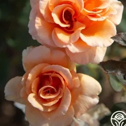 Brandy™><noscript><img width=