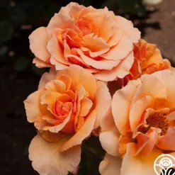 Brandy™><noscript><img width=