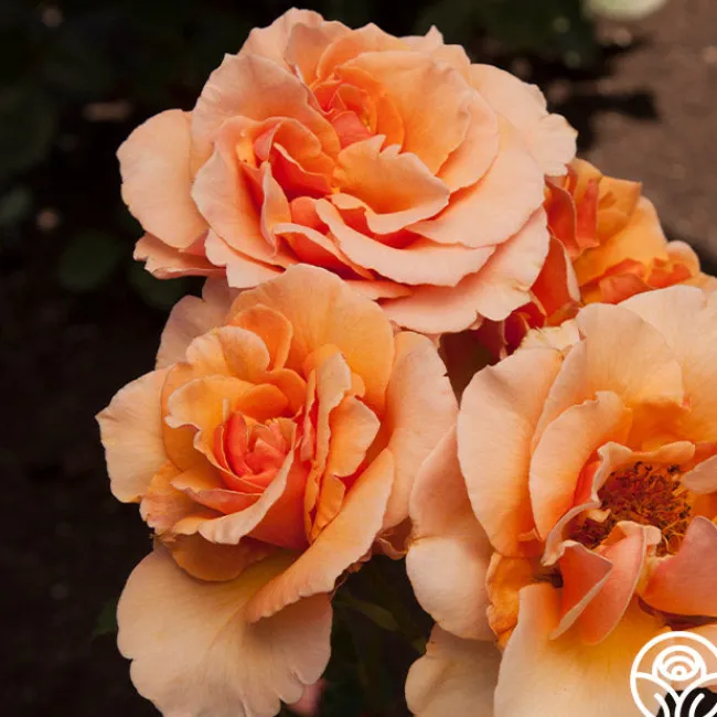 Brandy™>Heirloom Roses Online