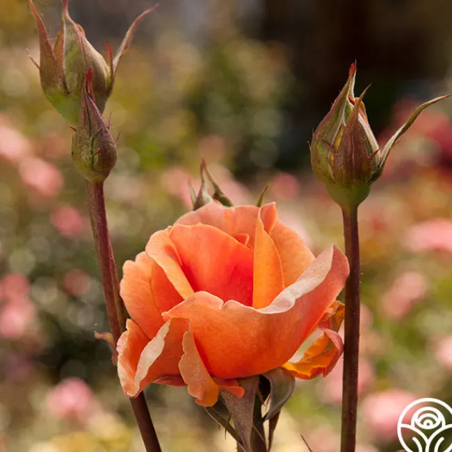 Brandy™>Heirloom Roses Online