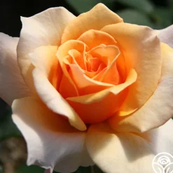 Brandy™><noscript><img width=