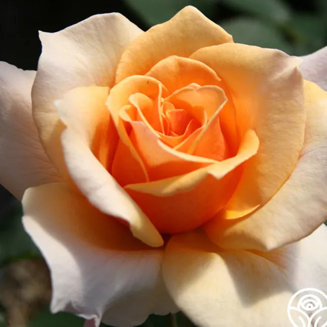 Brandy™>Heirloom Roses Online