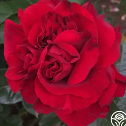 Braveheart™>Heirloom Roses New