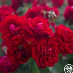 Braveheart™><noscript><img width=