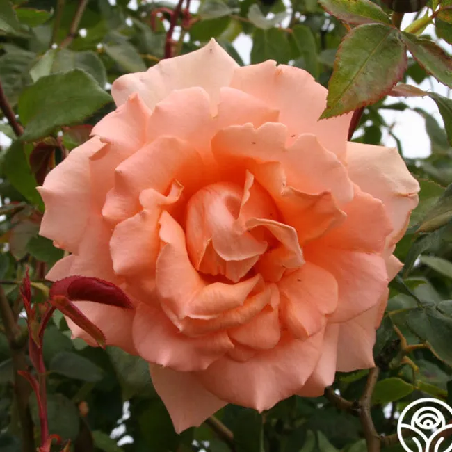 Breath Of Life™>Heirloom Roses Sale