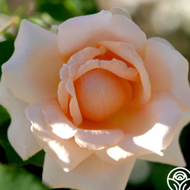 Breath Of Life™>Heirloom Roses Sale