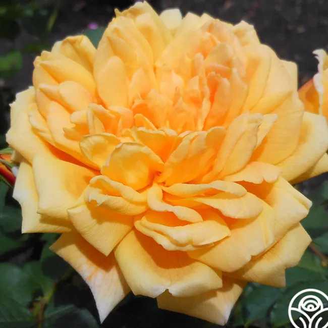 Brenda Burg™>Heirloom Roses Best