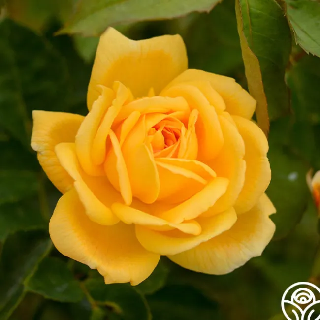 Brenda Burg™>Heirloom Roses Best