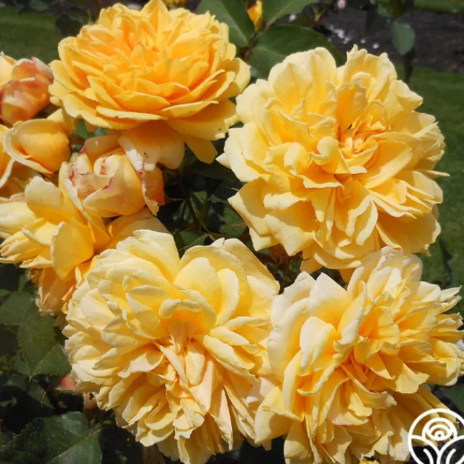 Brenda Burg™>Heirloom Roses Best