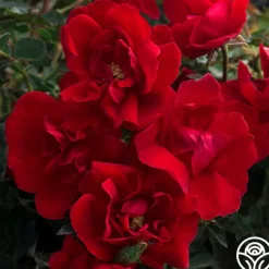 Brick House™><noscript><img width=