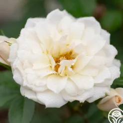 Bridal Sunblaze®>Heirloom Roses Best
