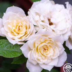 Bridal Sunblaze®><noscript><img width=