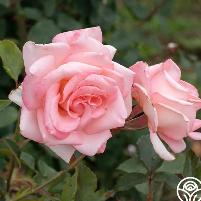 Bride>Heirloom Roses Best