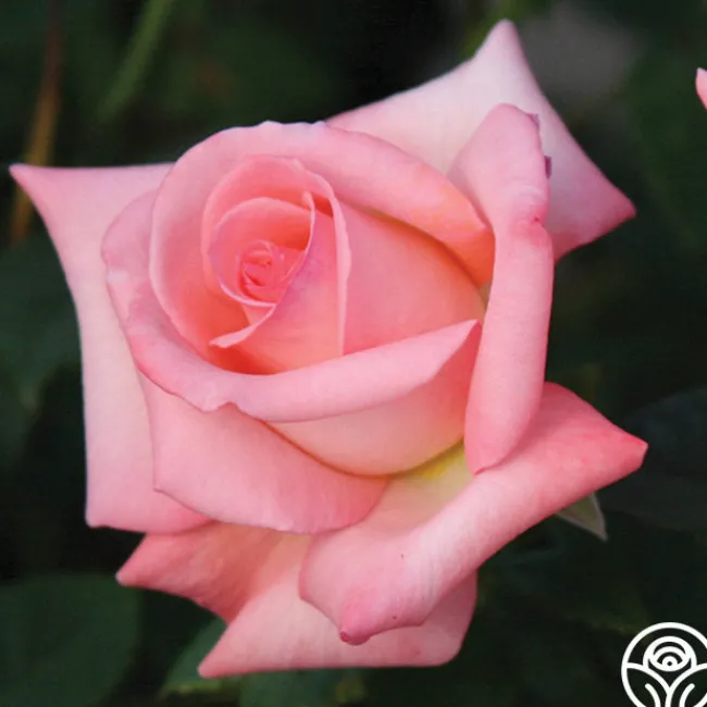 Bride>Heirloom Roses Best