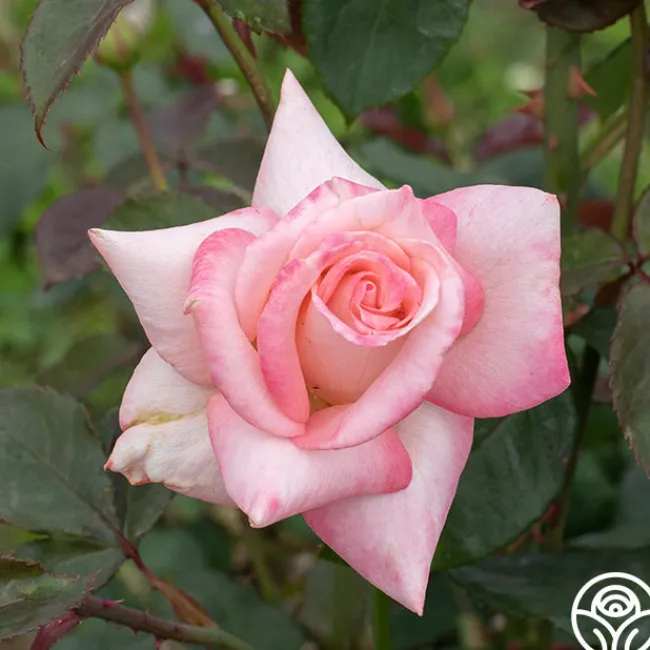 Bride>Heirloom Roses Best