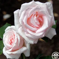 Bride's Dream>Heirloom Roses Best