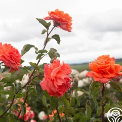 Bright Fire>Heirloom Roses Outlet