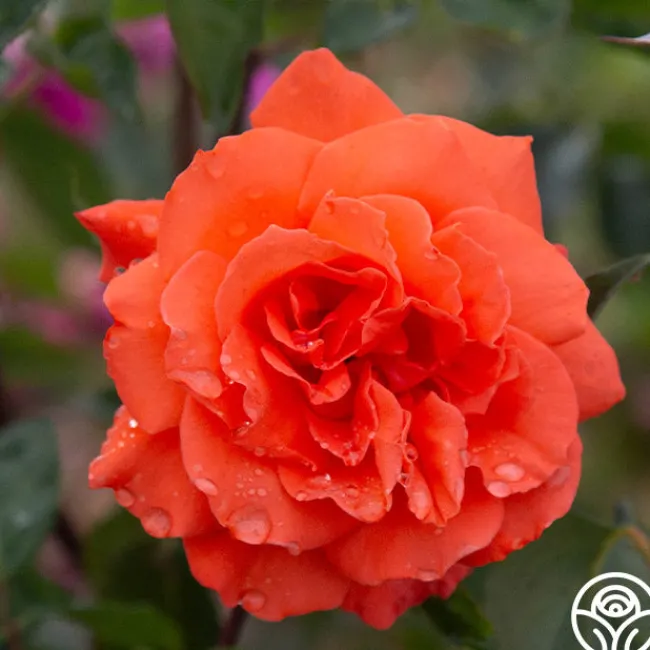 Bright Fire>Heirloom Roses Outlet