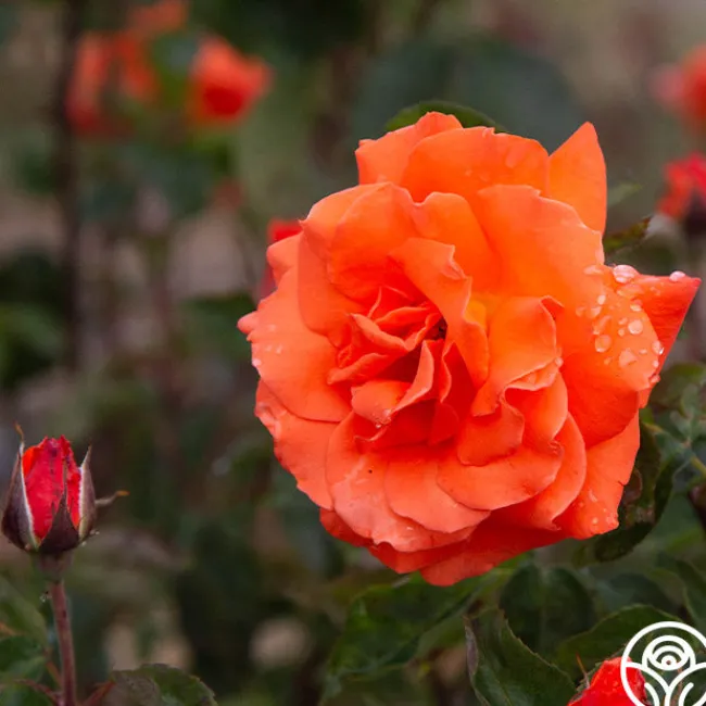 Bright Fire>Heirloom Roses Outlet