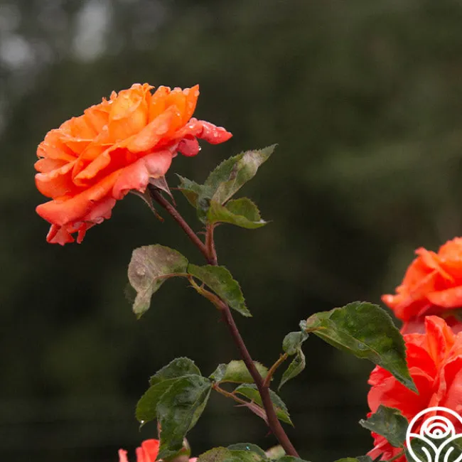 Bright Fire>Heirloom Roses Outlet