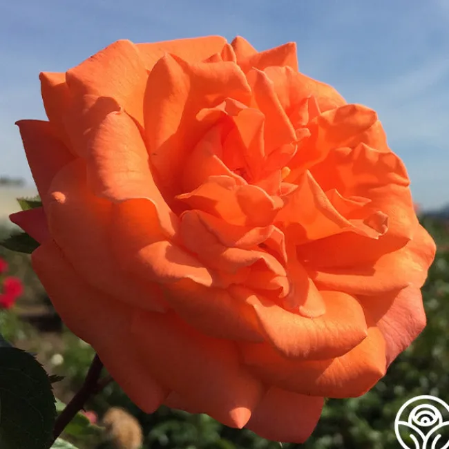 Bright Fire>Heirloom Roses Outlet