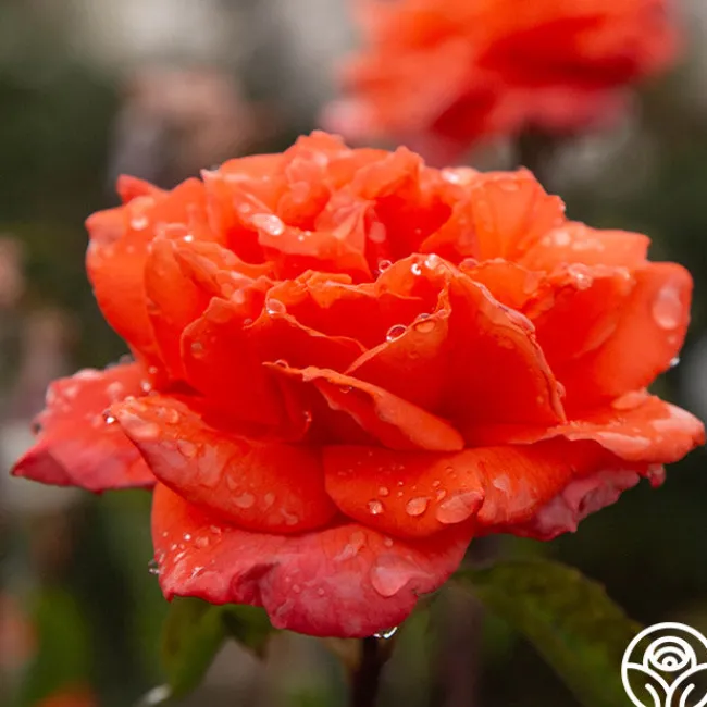 Bright Fire>Heirloom Roses Outlet