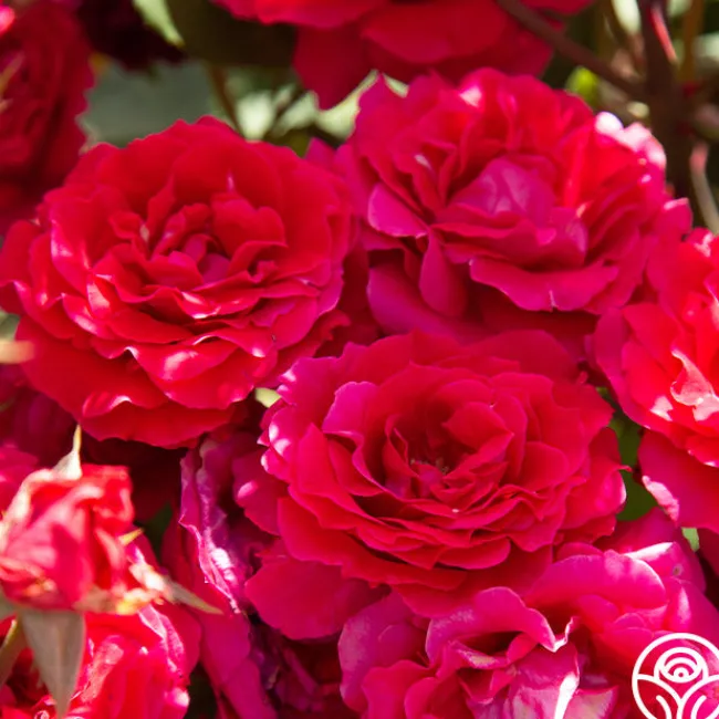 Bright Melody>Heirloom Roses Hot