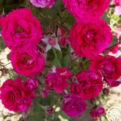 Bright Melody><noscript><img width=