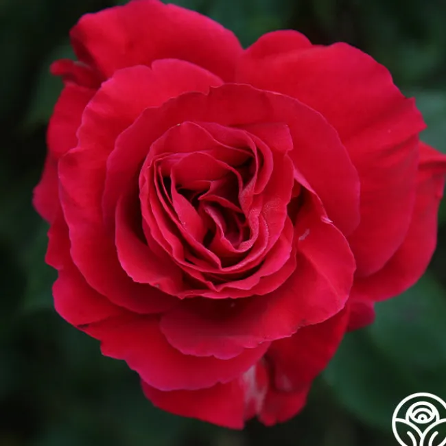 Bright Melody>Heirloom Roses Hot
