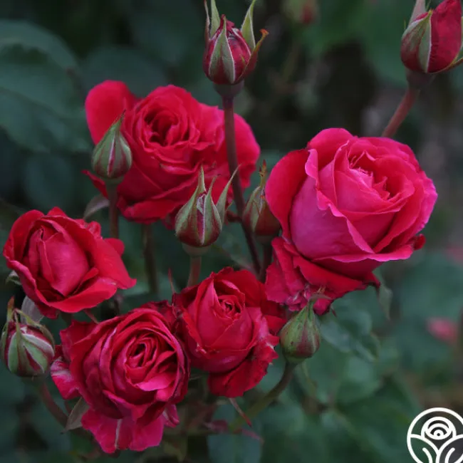 Bright Melody>Heirloom Roses Hot