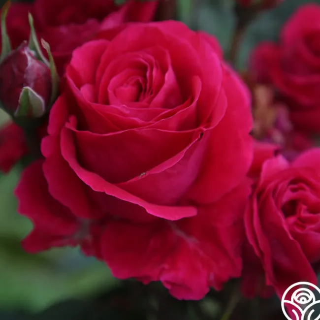 Bright Melody>Heirloom Roses Hot