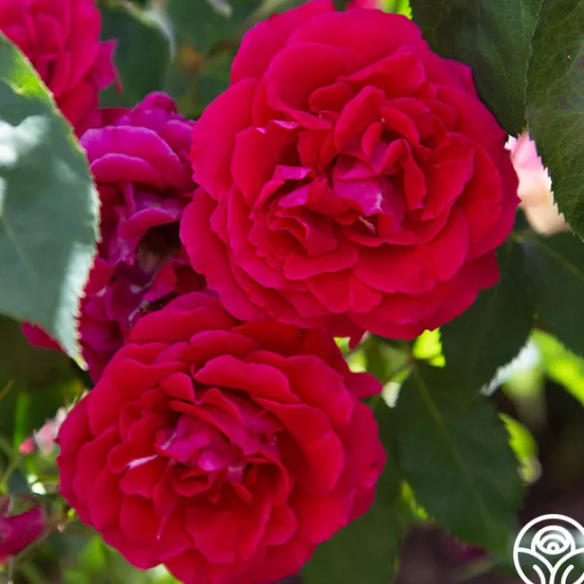 Bright Melody>Heirloom Roses Hot