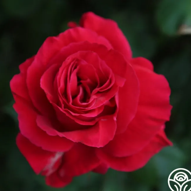 Bright Melody>Heirloom Roses Hot
