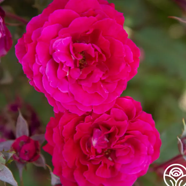 Bright Melody>Heirloom Roses Hot