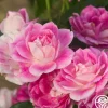 Brilliant Pink Iceberg>Heirloom Roses