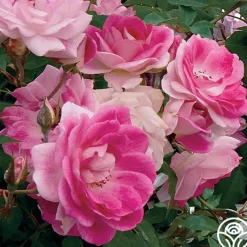 Brilliant Pink Iceberg><noscript><img width=