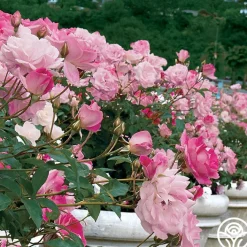 Brilliant Pink Iceberg><noscript><img width=