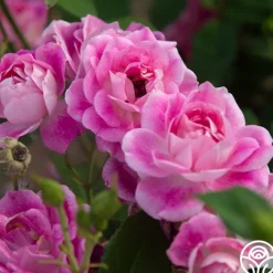 Brilliant Pink Iceberg><noscript><img width=