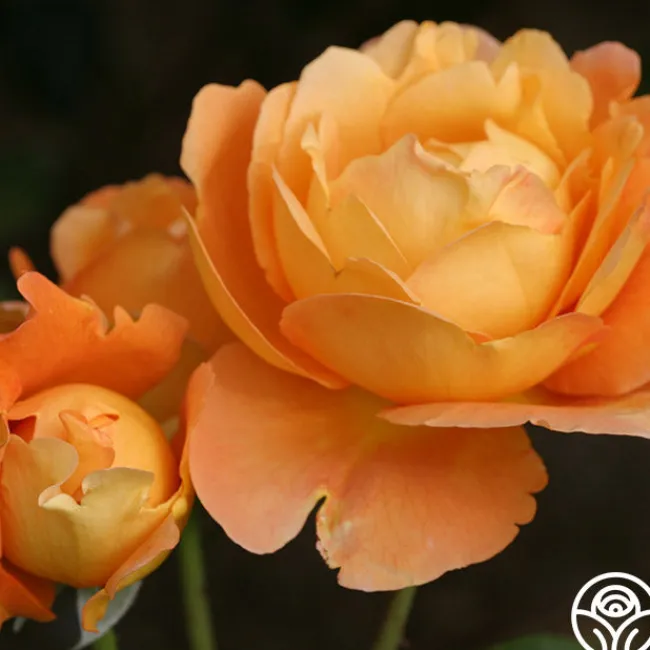 Bronze Star™>Heirloom Roses Outlet