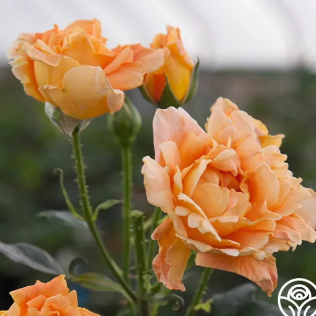 Bronze Star™>Heirloom Roses Outlet