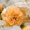 Buff Beauty>Heirloom Roses Clearance