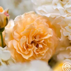 Buff Beauty>Heirloom Roses Clearance