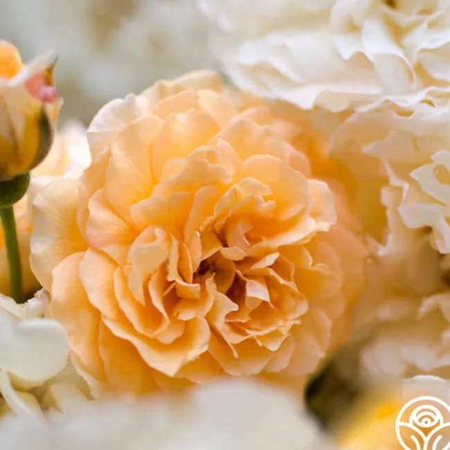 Buff Beauty>Heirloom Roses Clearance